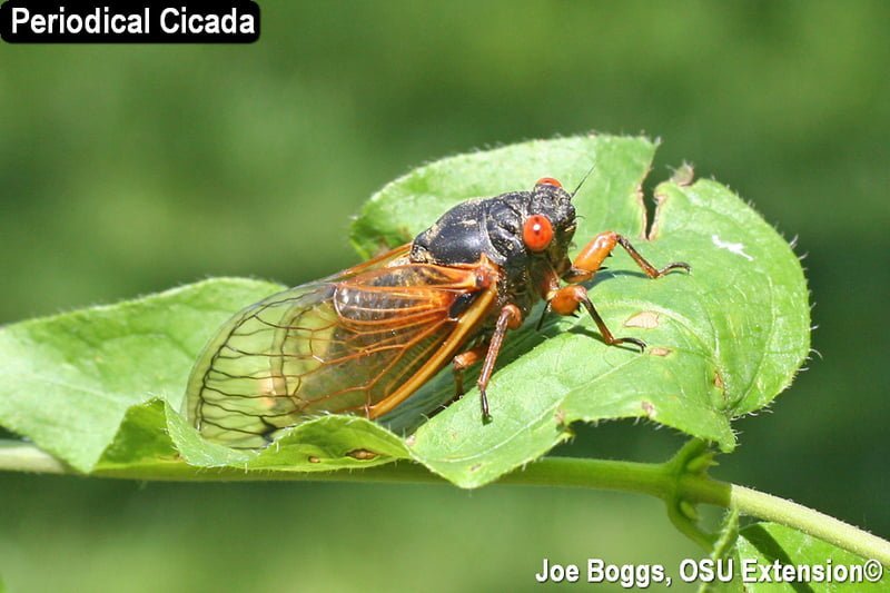 A double emergence of cicadas