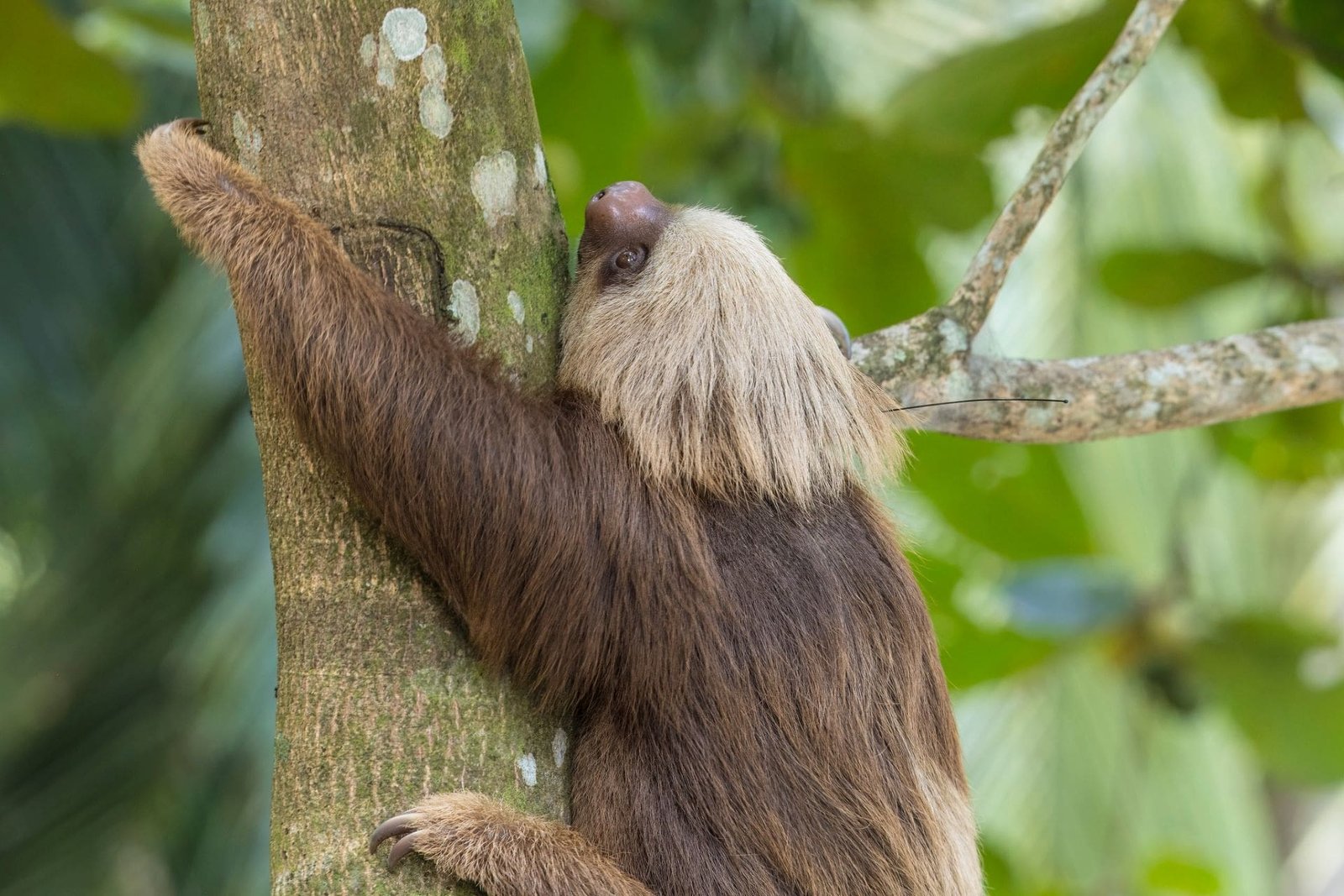 Collaring Tender the Sloth: Through the Lens of a Photographer