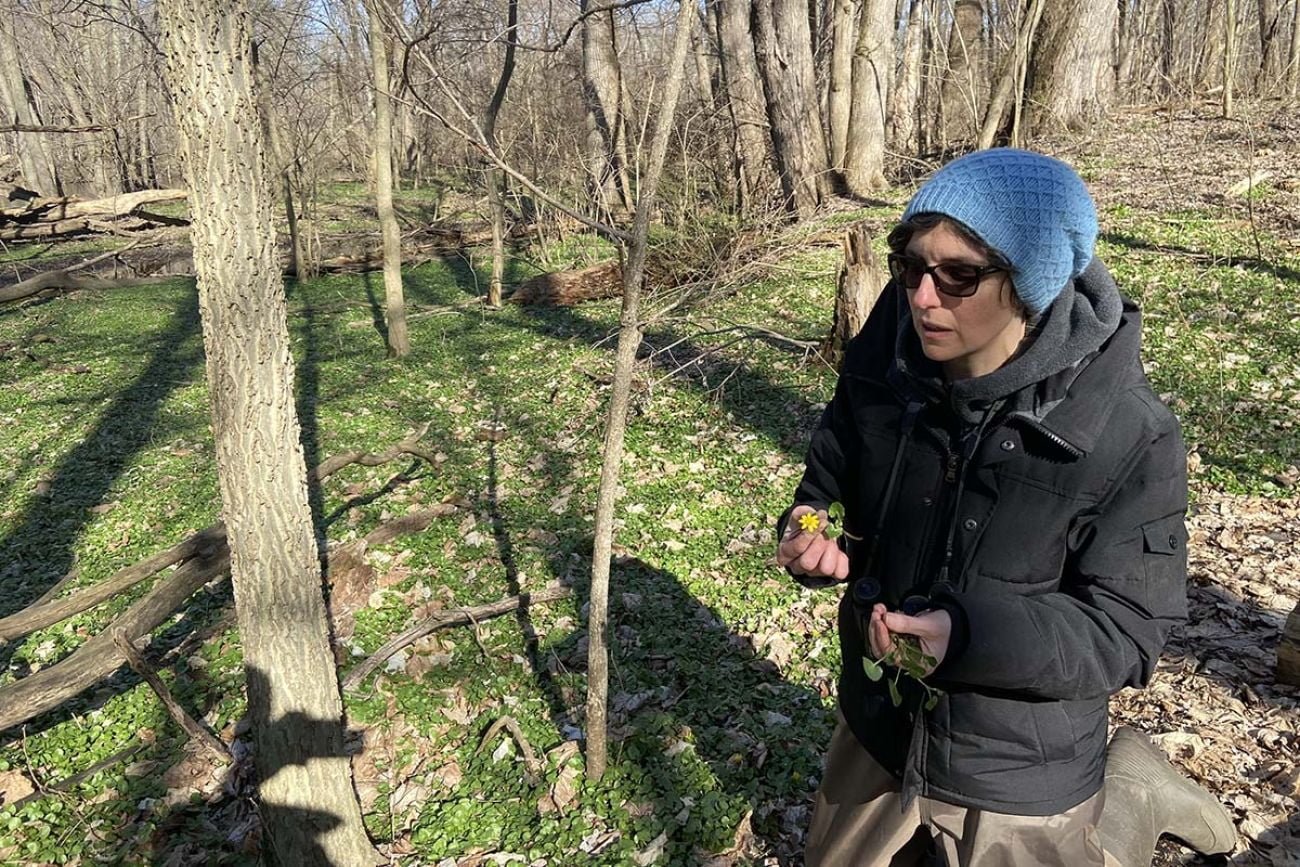 An invasive wildflower hitting Michigan