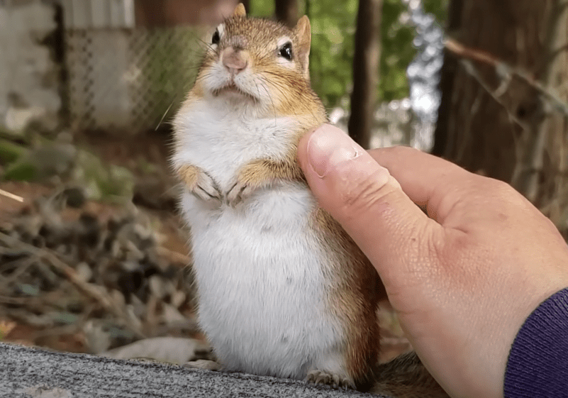 Wally, the South Korean chipmunk