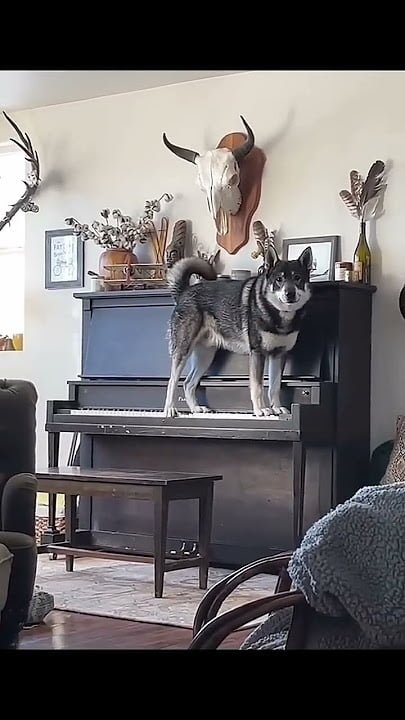 A howling success