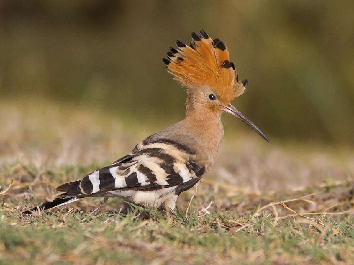 Eurasian Hoopoe