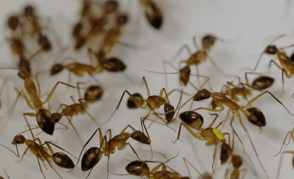 Ants performing surgery?