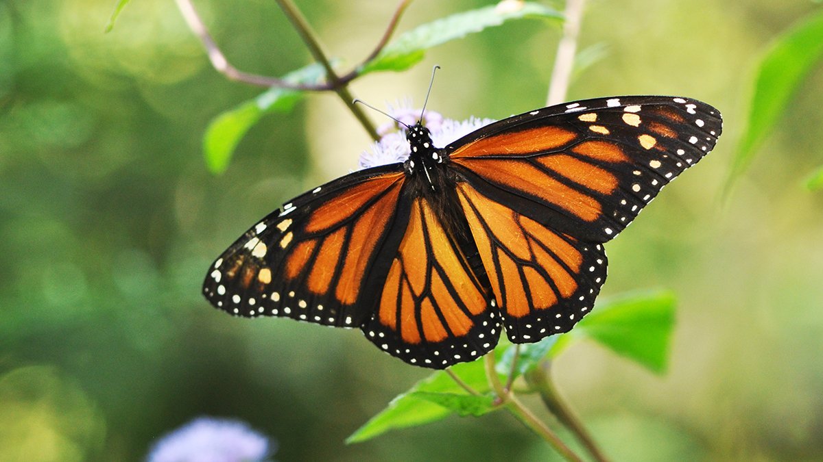 Monarch butterflies in Northwest Florida!