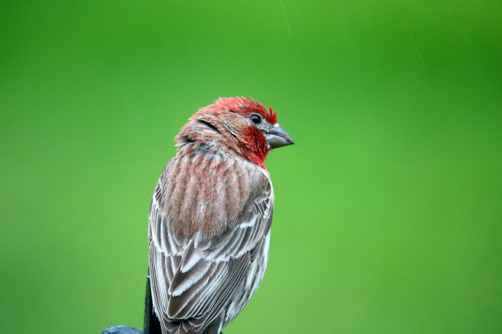 How to identify these finches