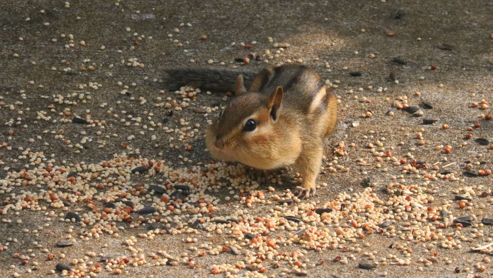 Chipmunks playing in the dirt