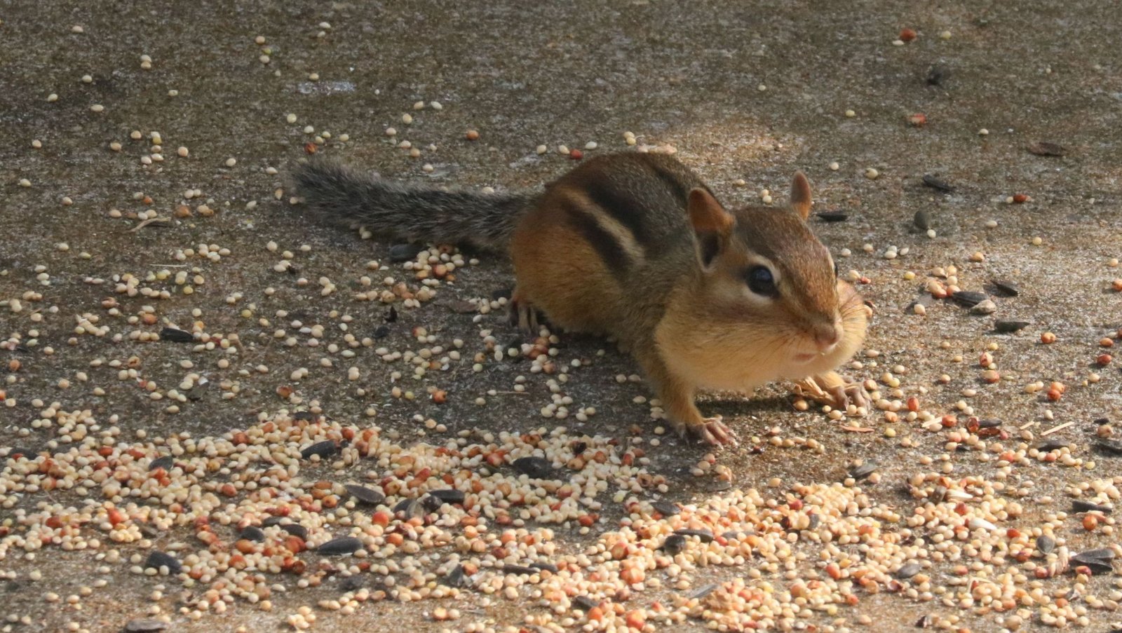 Chipmunk Terry and Friends