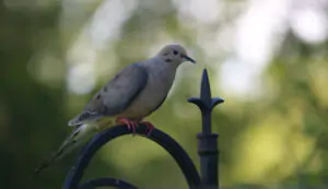 mourning dove