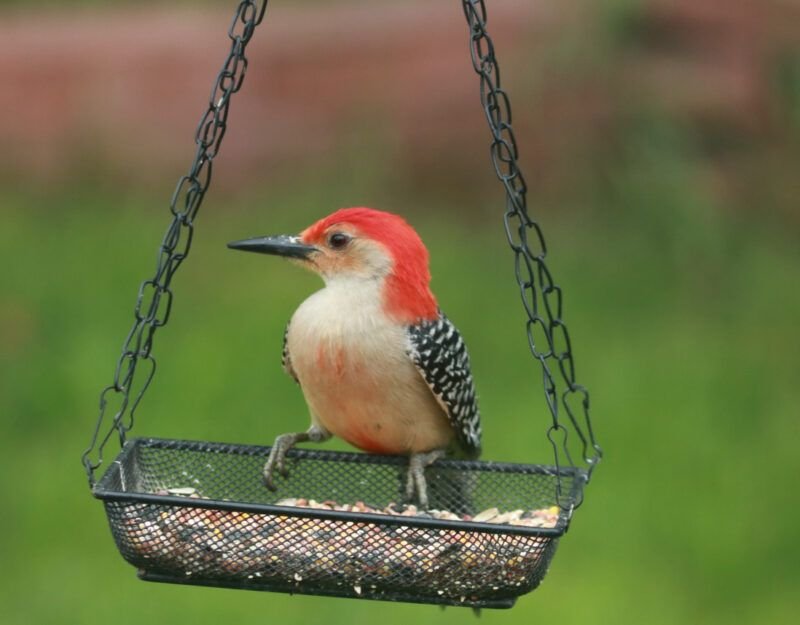 red-bellied woodpecker