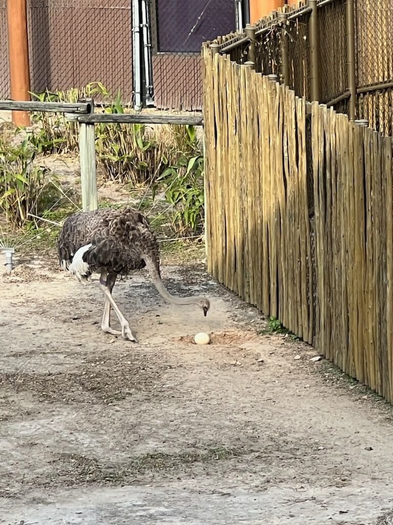 Ostrich lays an egg?