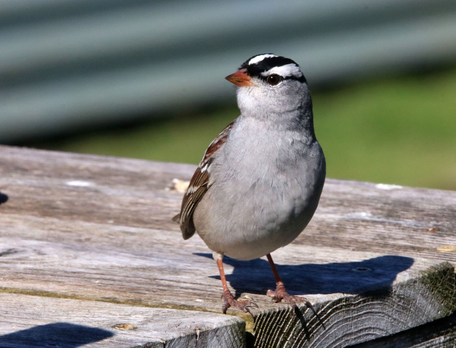 Backyard Birding List