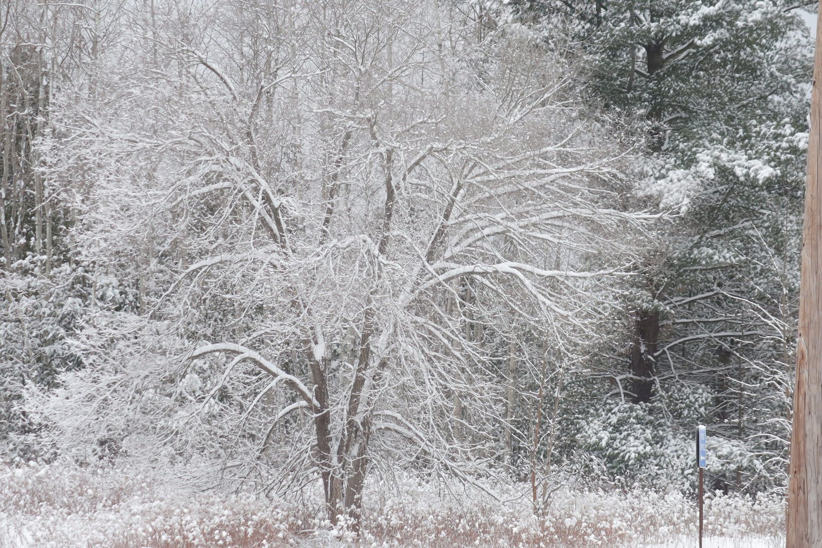 Capturing Winter