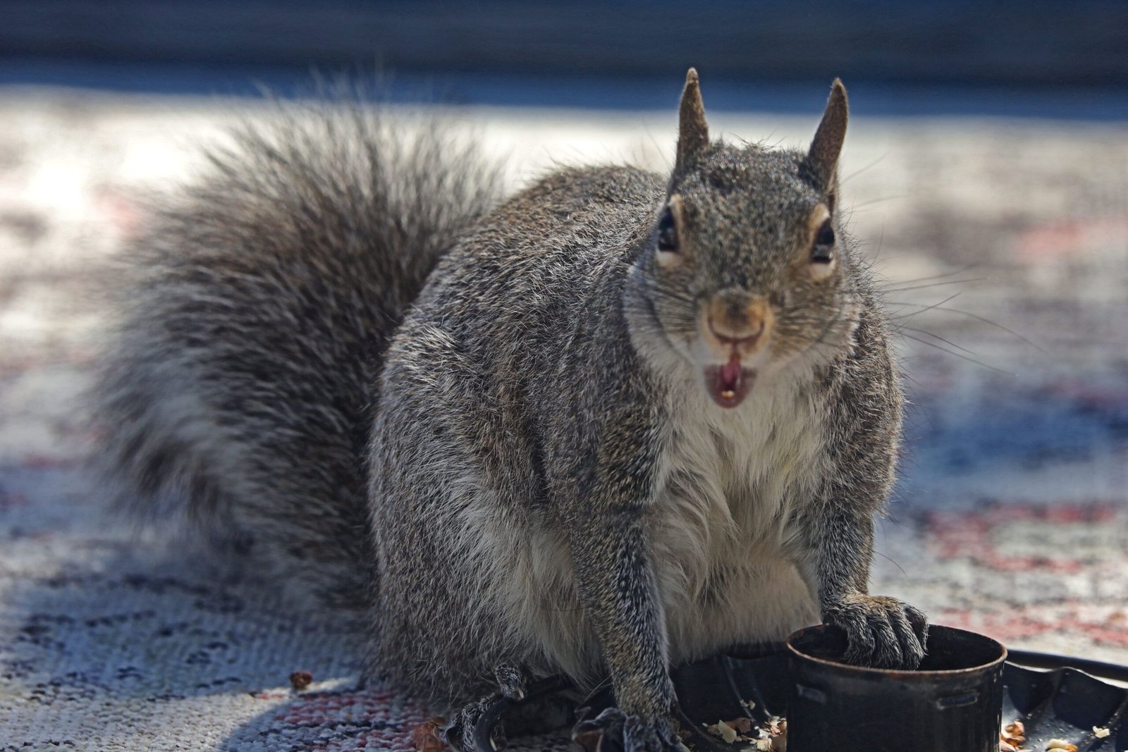 Takes the peanut!