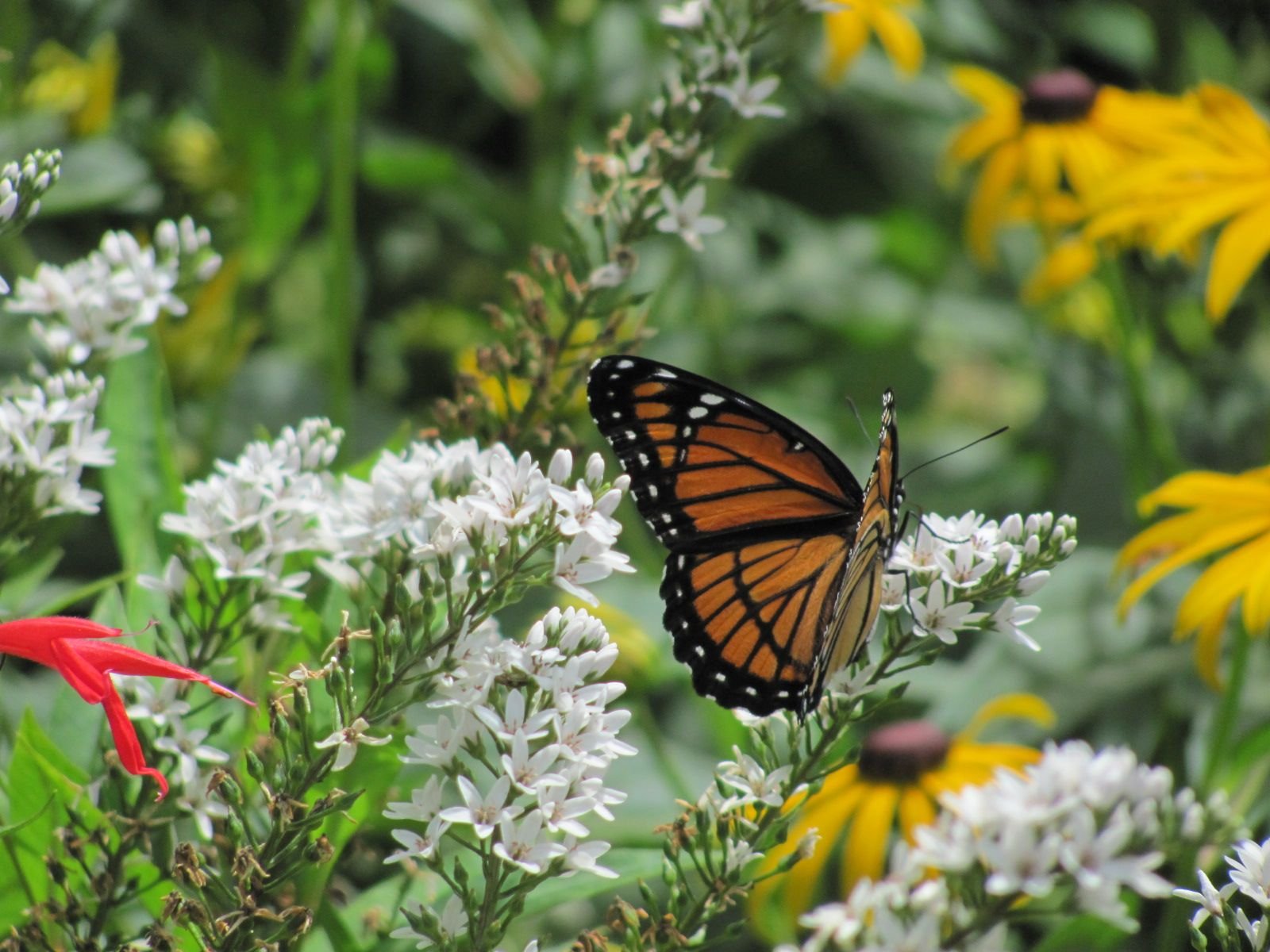Certified Wildlife Habitat