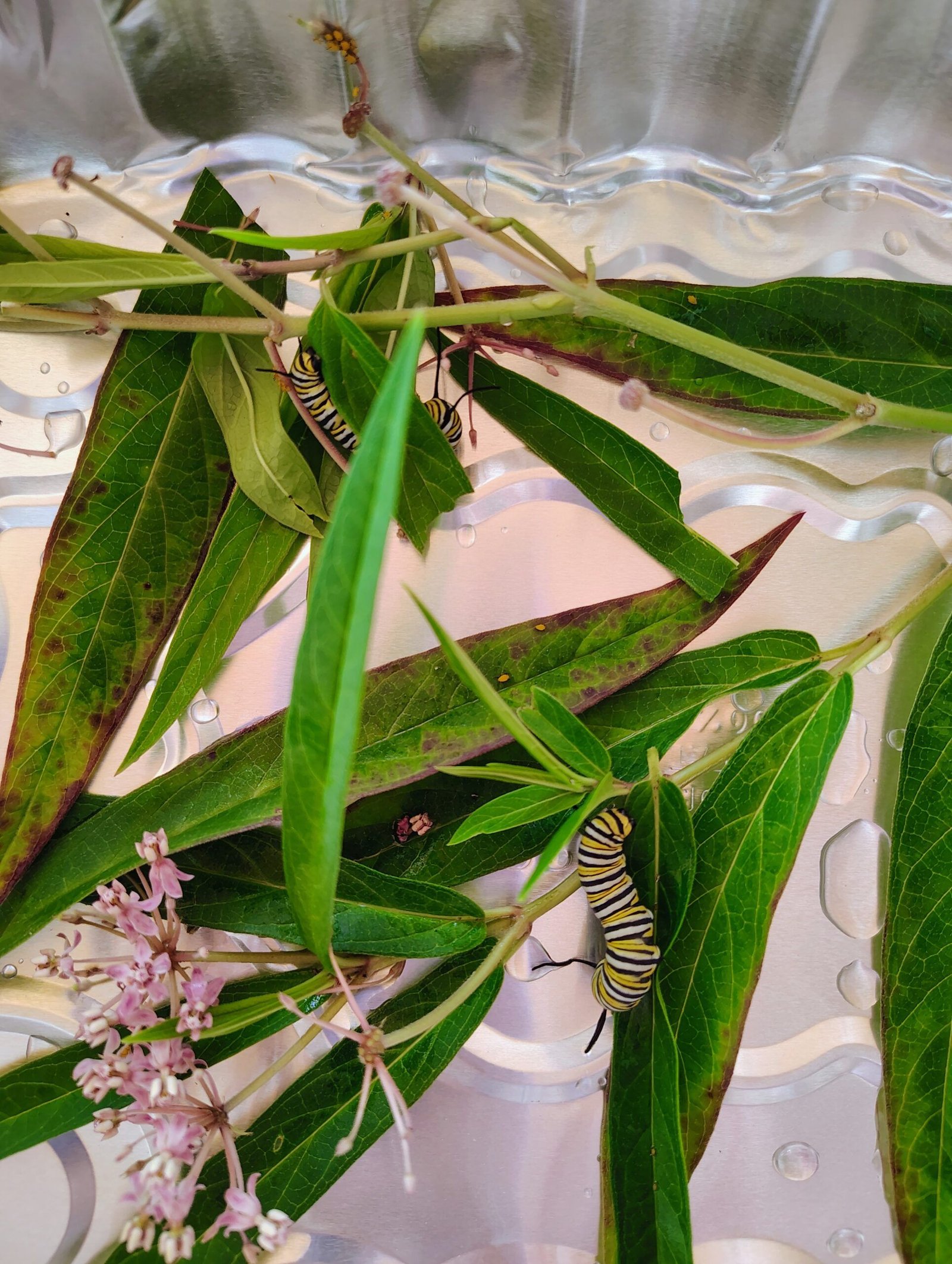 Taking care of monarch caterpillars